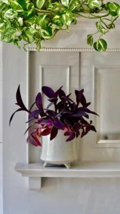 Stone Planter (13cm Plant Pot) -Plant Sale Store 6EBBA166 C518 4AE5 A2F0 F9114F86B12B 1 201 a