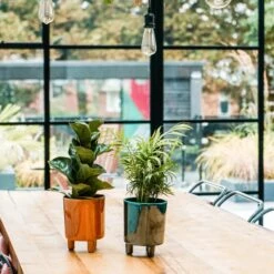 Pisa Emerald Planter | 16cm Pots | Designer Pots 7 Pisa Emerald Planter | 16cm Pots | Designer Pots -Plant Sale Store 6 274bd63a cd96 4ff3 8c3f fa64e166ecea jpg