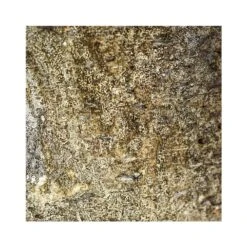 Albero Planter (28cm Pot) -Plant Sale Store 6 38107cca 61f4 4a59 98b8 b073bbae3f5d