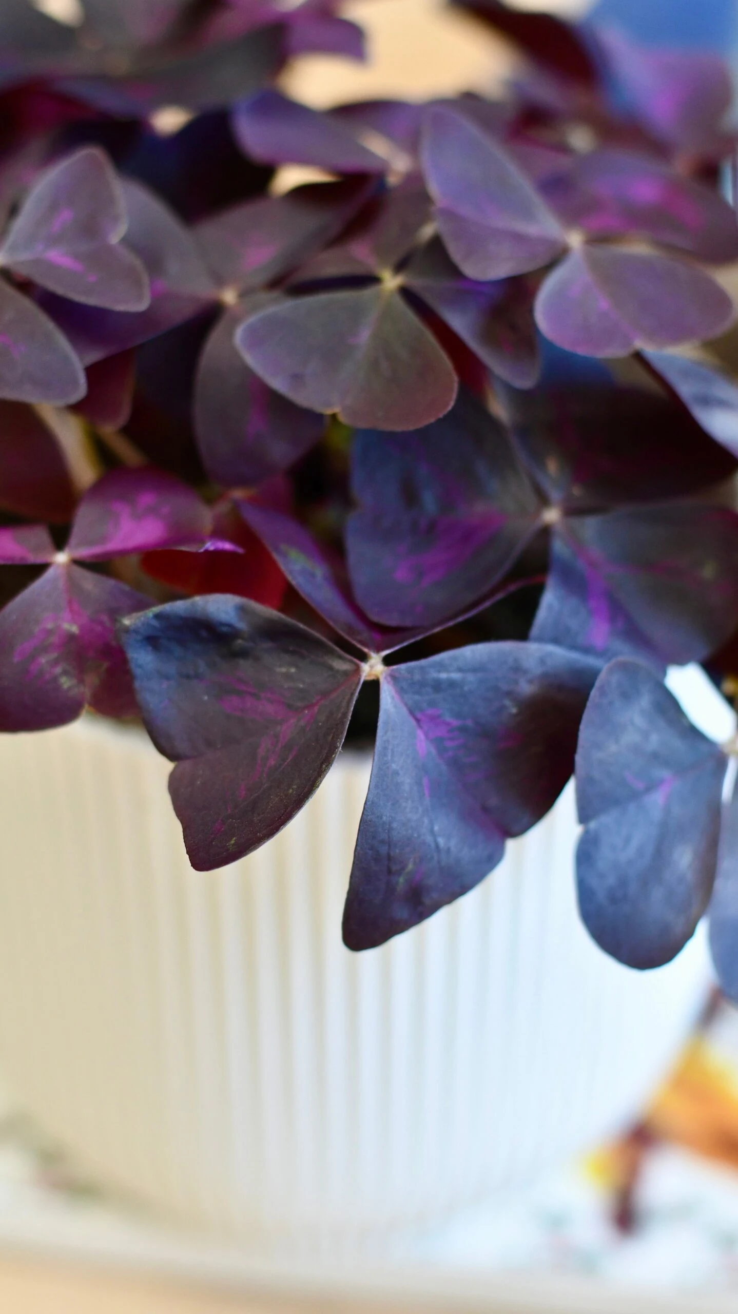 Oxalis Triangularis 'Purple Shamrock’ & Vibes Pot 2 Oxalis Triangularis 'Purple Shamrock’ & Vibes Pot - Image 2