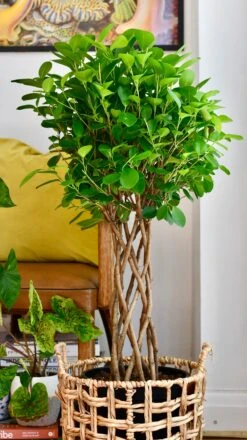 Ficus Microcarpa Moclame (Chinese Banyan Tree) -Plant Sale Store 74D32667 065F 4243 97C7 7F4535580A7A 1 201 a