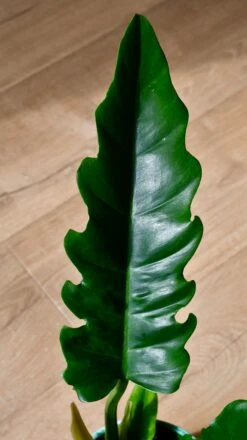 Philodendron Narrow Escape | Tiger Tooth Plant 5 Philodendron Narrow Escape | Tiger Tooth Plant -Plant Sale Store 7529962B 60B4 4AB1 911C 1DCFEC103E8A 1 201 a