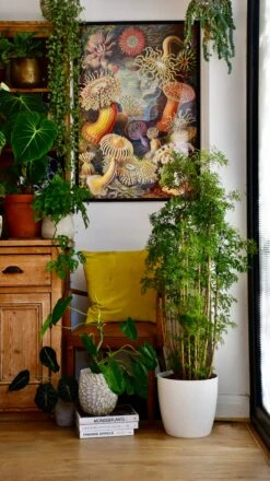 Polyscias Ming Or Aralia Ming 19 Polyscias Ming Or Aralia Ming -Plant Sale Store 75F2292F 85AC 4C3C A3E2 E34387D10593 1 201 a f872e653 234d 4ce6 990d 51076d77794c