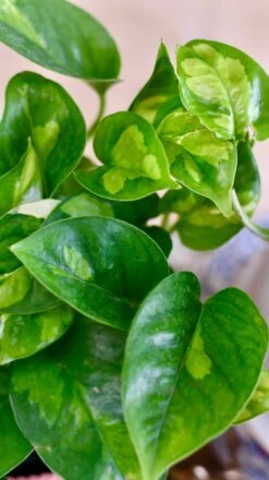 Epipremnum Global Green (Devils Ivy) -Plant Sale Store 76A2269A 4BDC 44C5 8662 960403403D0E 1 201 a c12a1da2 38b9 4cb3 be7f 8c4e9e706932