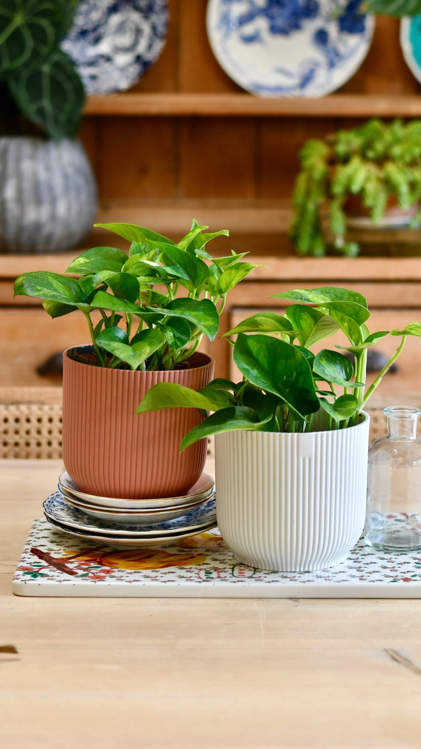 Epipremnum Global Green (Devil's Ivy) & Vibes Pot 5 Epipremnum Global Green (Devil's Ivy) & Vibes Pot - Image 5