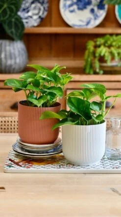 Epipremnum Global Green (Devils Ivy) -Plant Sale Store 7A5A5EEA D7DF 46E7 86C5 10F4477E2667 1 201 a 93e20718 8df3 42cf a1c7 1a1b5d4da4a9