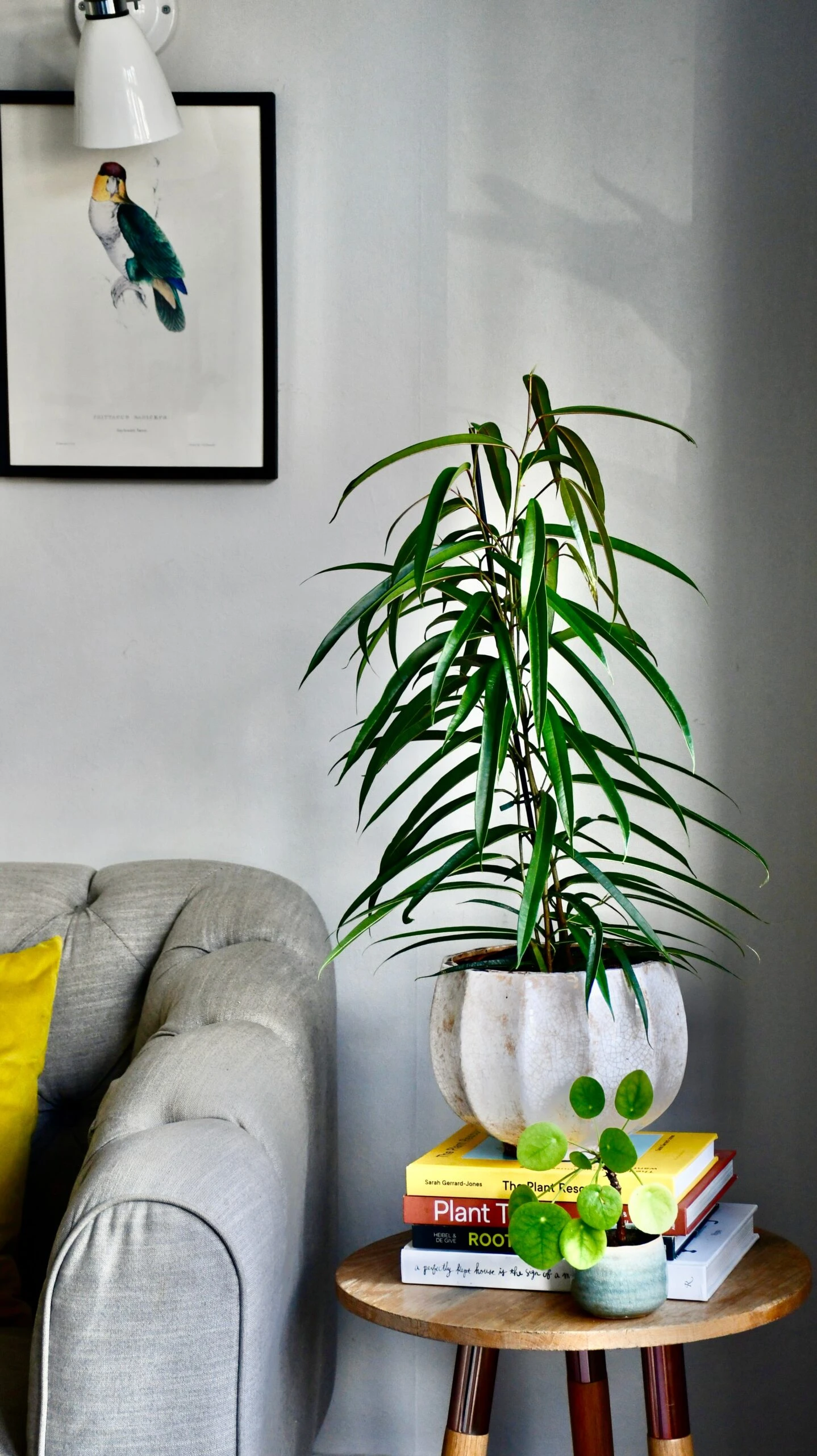 Ficus Maclellandii Alii - Long Leafed Fig 1 Ficus Maclellandii Alii - Long Leafed Fig