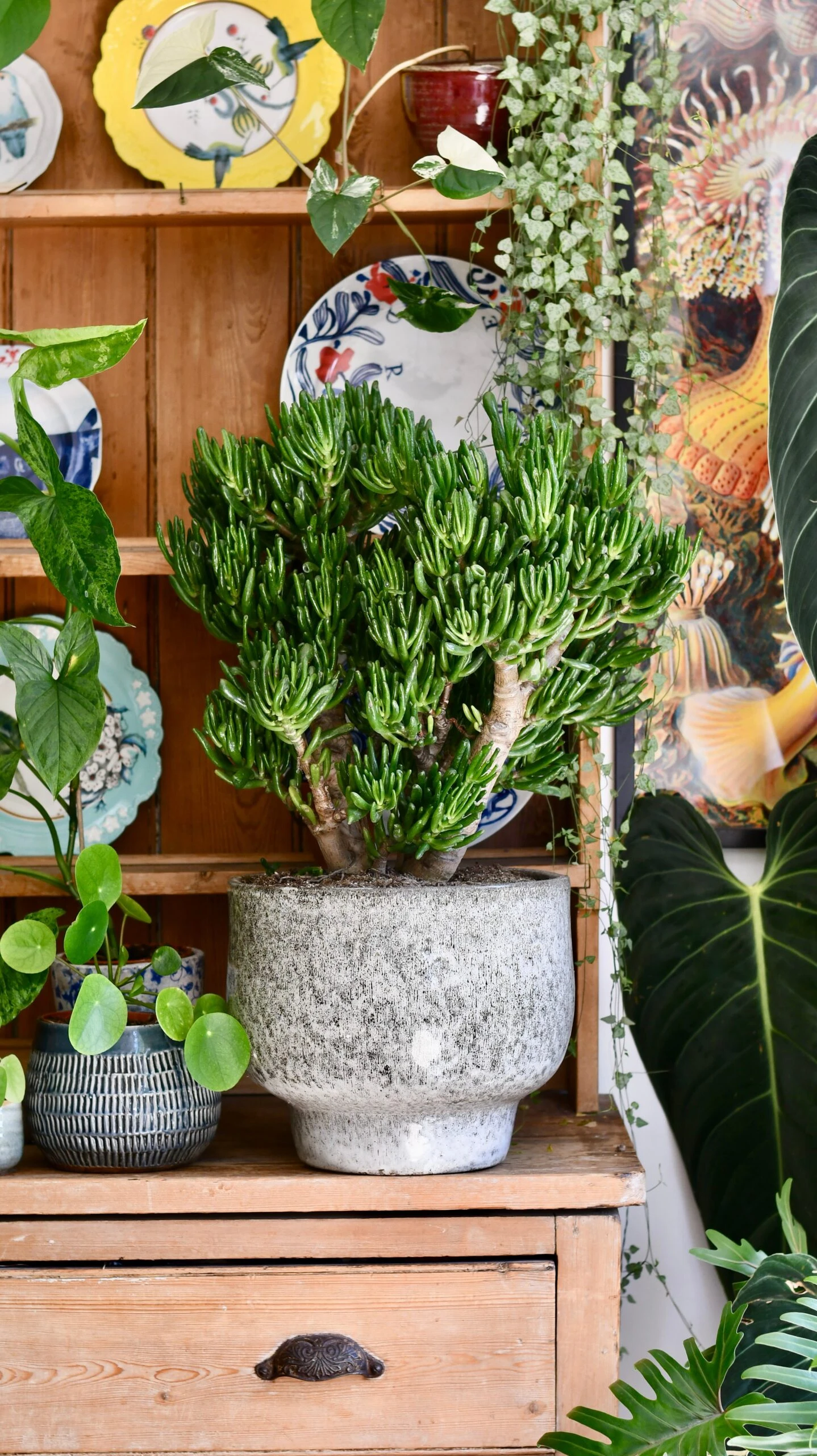 Crassula Ovata 'Hobbit' (Hobbit Jade Plant) 4 Crassula Ovata 'Hobbit' (Hobbit Jade Plant) - Image 4