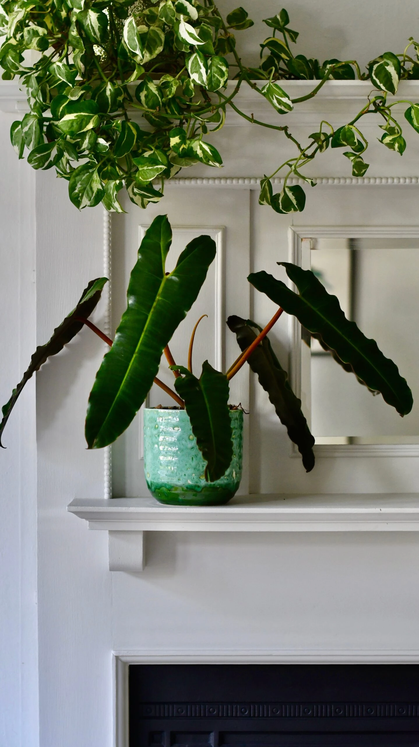 Philodendron Billietiae 1 Philodendron Billietiae