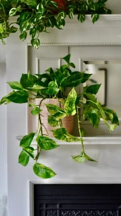 Scindapsus Marble Queen | Pothos | 30cm Hanging Pot Plant 11 Scindapsus Marble Queen | Pothos | 30cm Hanging Pot Plant -Plant Sale Store 7FEE4976 1363 44C4 8A0C D4FCF4C5D404 1 201 a