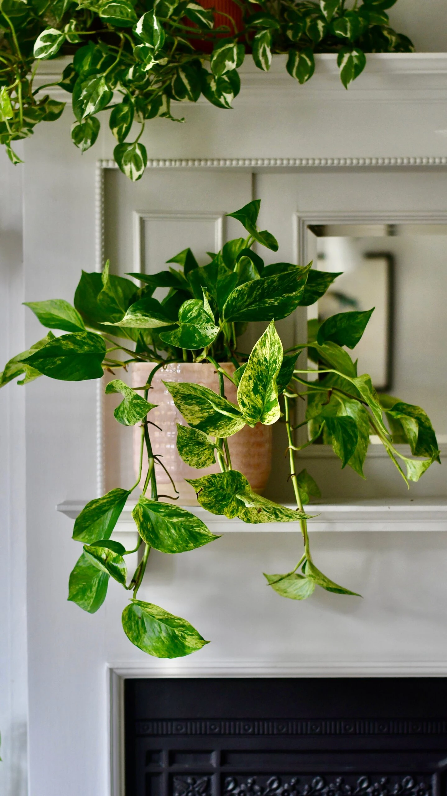 Scindapsus Marble Queen | Pothos | 30cm Hanging Pot Plant 6 Scindapsus Marble Queen | Pothos | 30cm Hanging Pot Plant - Image 6