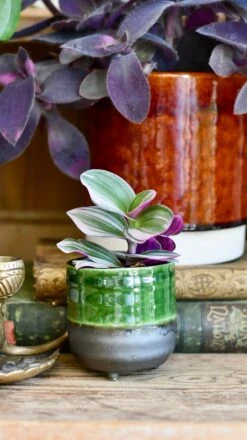 Jade Reactive Planter With Foot (7cm Plant Pot) -Plant Sale Store 80365436 A0D4 4AD8 8B2D 937C90CAAAEC 1 201 a 7ab8de88 f2fa 47a7 9172 6b9762806d6e