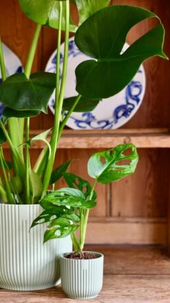 Monstera Deliciosa & Baby Monstera Adansonii Set 14 Monstera Deliciosa & Baby Monstera Adansonii Set -Plant Sale Store 8B574400 85F1 4195 A49D 646D891F7047 1 201 a