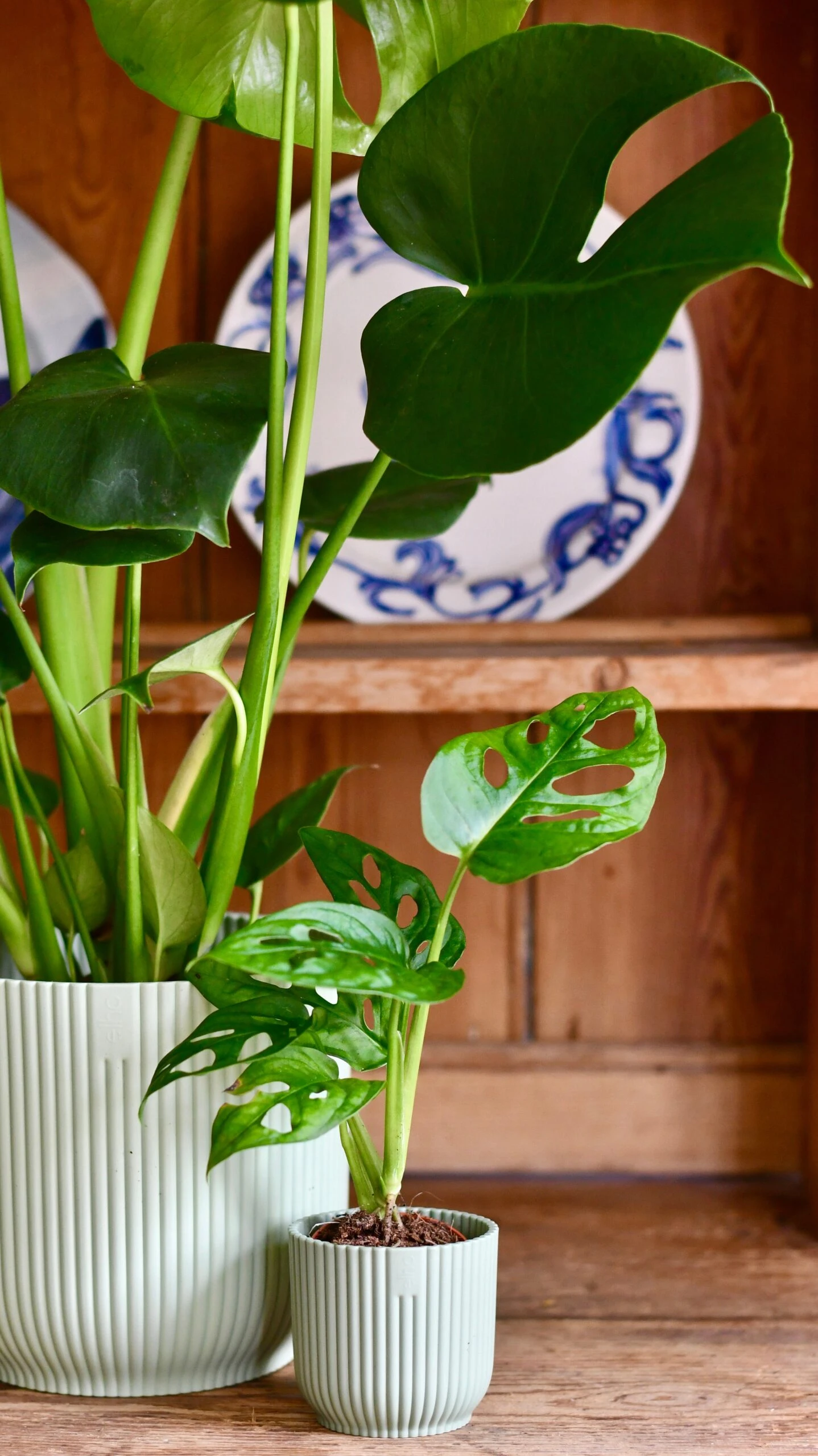 Monstera Deliciosa & Baby Monstera Adansonii Set 6 Monstera Deliciosa & Baby Monstera Adansonii Set - Image 6