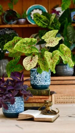 Indoor Ceramic Glaze Plant Pot (Sapphire 16cm Plant Pot) 9 Indoor Ceramic Glaze Plant Pot (Sapphire 16cm Plant Pot) -Plant Sale Store 8DE55C8E 9229 46DD 849D F330B0CA347C 1 201 a 1fd4f79b 1391 4044 a898 069f40a5cf45