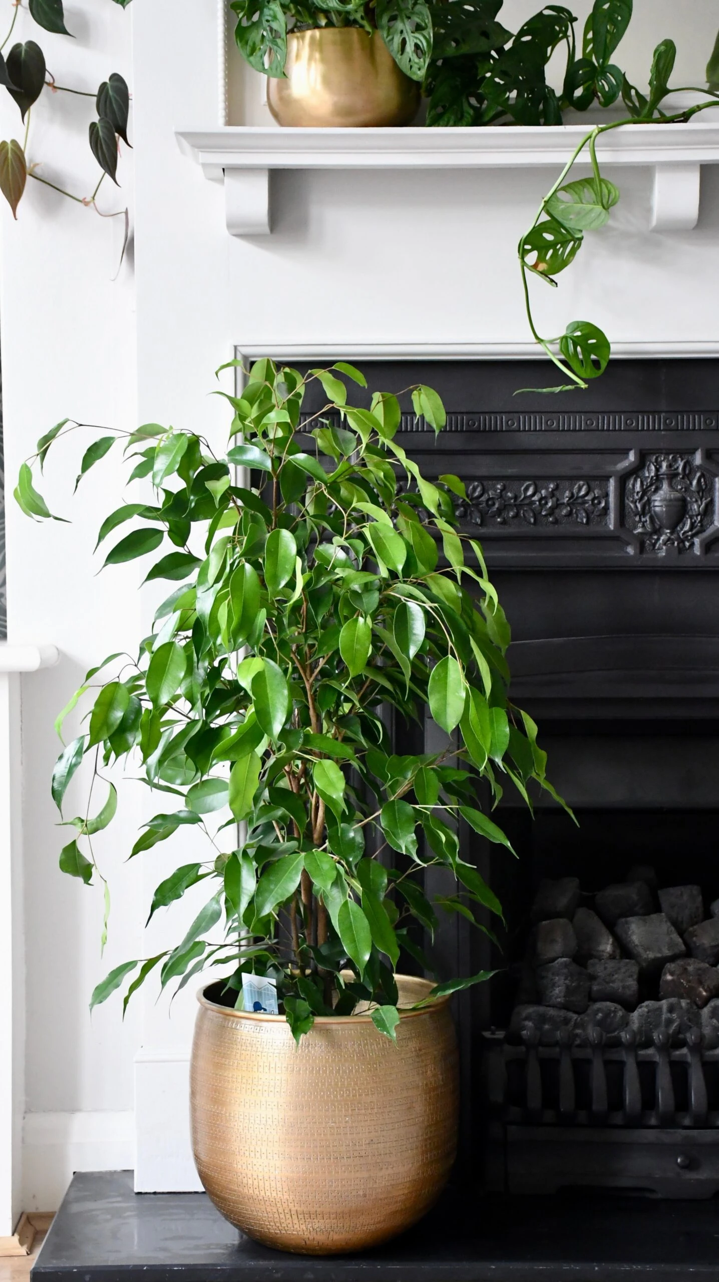 Indoor Weeping Fig Tree | Ficus Benjamina | Ficus Benjamina Weeping Fig Tree 2 Indoor Weeping Fig Tree | Ficus Benjamina | Ficus Benjamina Weeping Fig Tree - Image 2
