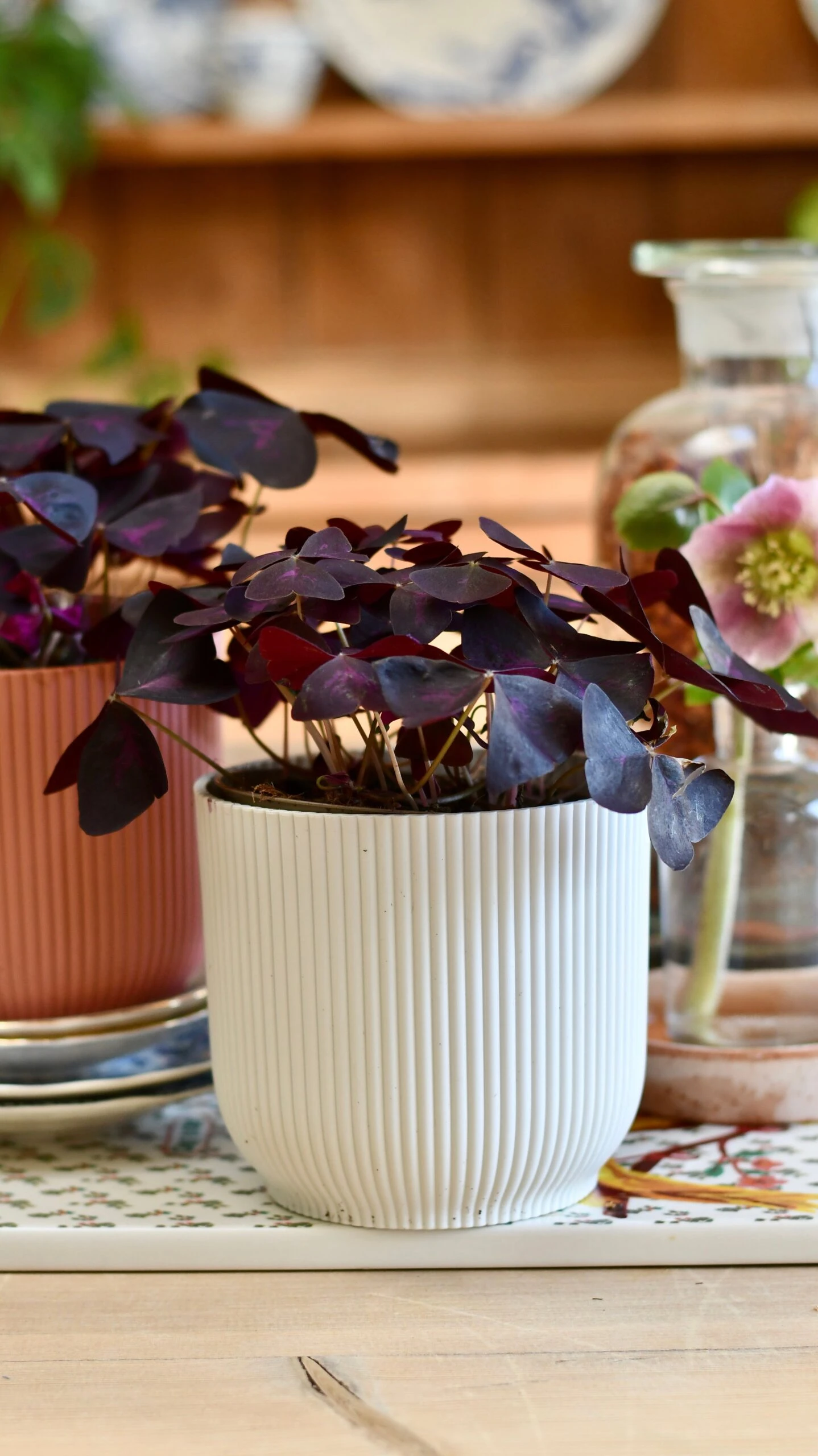 Oxalis Triangularis 'Purple Shamrock’ & Vibes Pot 3 Oxalis Triangularis 'Purple Shamrock’ & Vibes Pot - Image 3