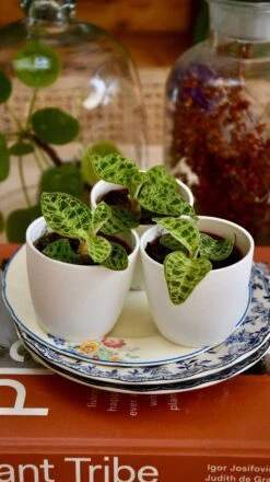 Macodes Petola (Jewel Orchid) -Plant Sale Store 97272015 1430 46E7 82A0 3A91EB68B2F9 1 201 a