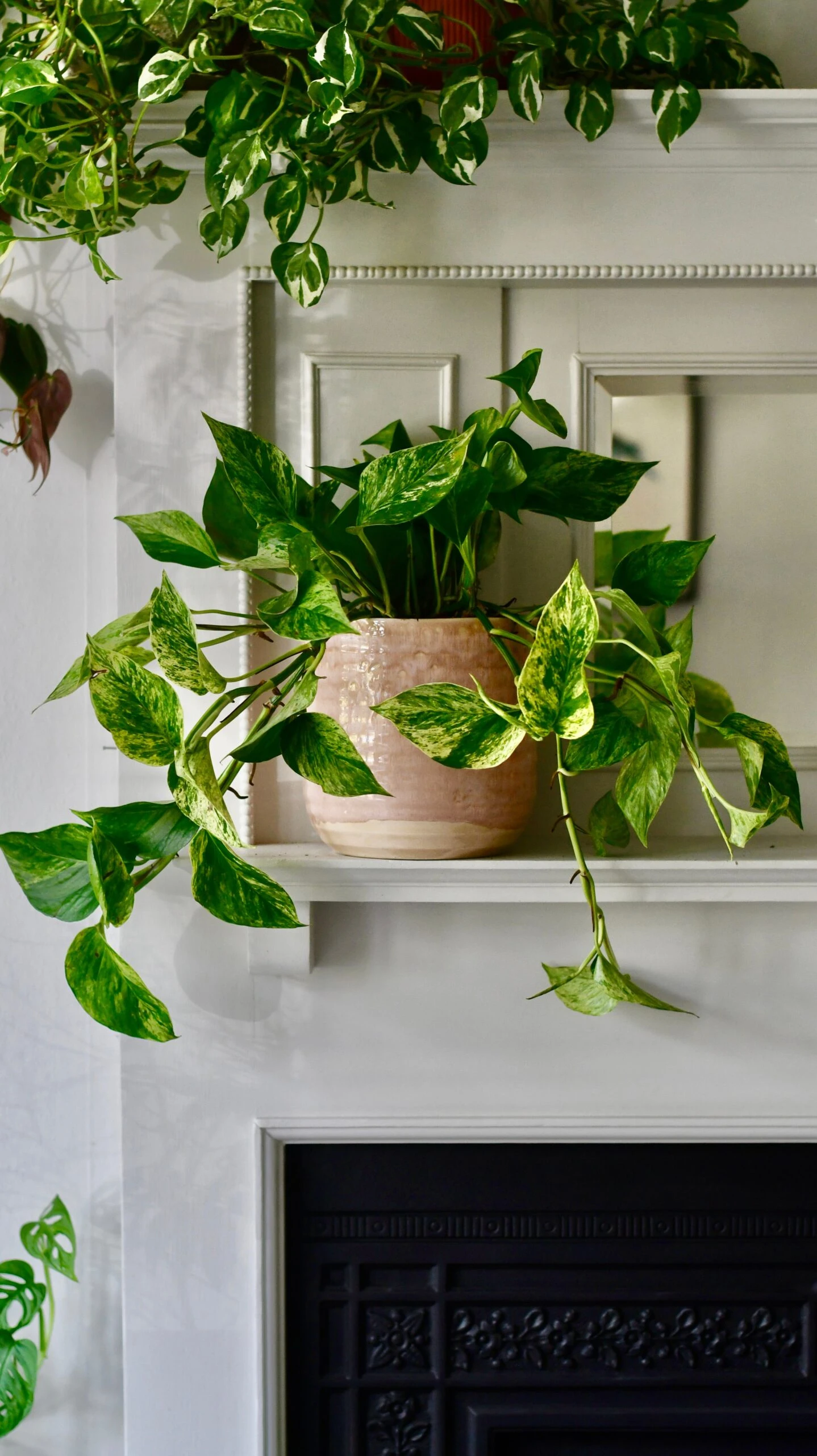 Scindapsus Marble Queen | Pothos | 30cm Hanging Pot Plant 1 Scindapsus Marble Queen | Pothos | 30cm Hanging Pot Plant