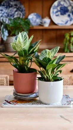 Philodendron Birkin (White Measure) & Vibes Pot -Plant Sale Store 98442D22 9500 4703 A64C 1A2A0BD24096 1 201 a