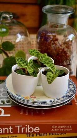 Macodes Petola (Jewel Orchid) -Plant Sale Store 9845D25E 4D9C 4162 B62E F764347BD807 1 201 a