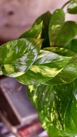 Easy Care Collection -Plant Sale Store 98bb8d 0067a5bbb0094b4d8731aa77db6d8055 mv2