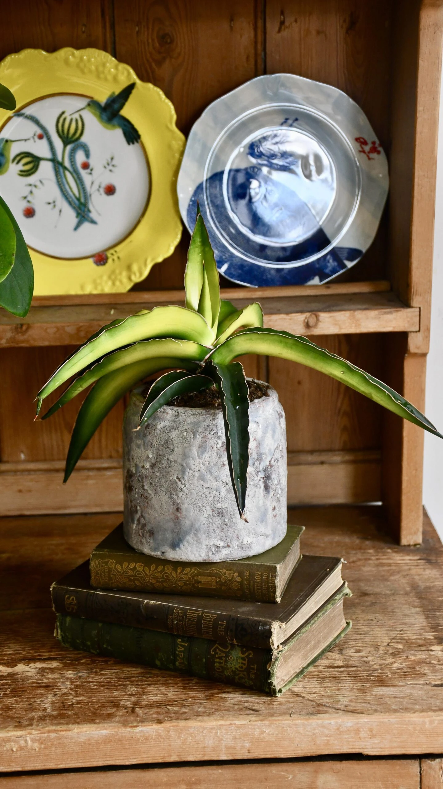 Star Canary Sansevieria 1 Star Canary Sansevieria