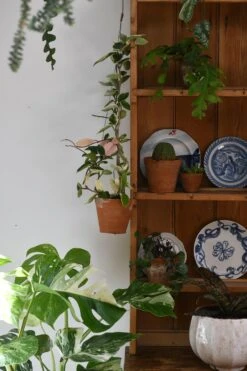 Hoya Carnosa Tricolour 5 Hoya Carnosa Tricolour -Plant Sale Store 98bb8d 01b326fef4ec4b4a96b46953e21117c8 mv2