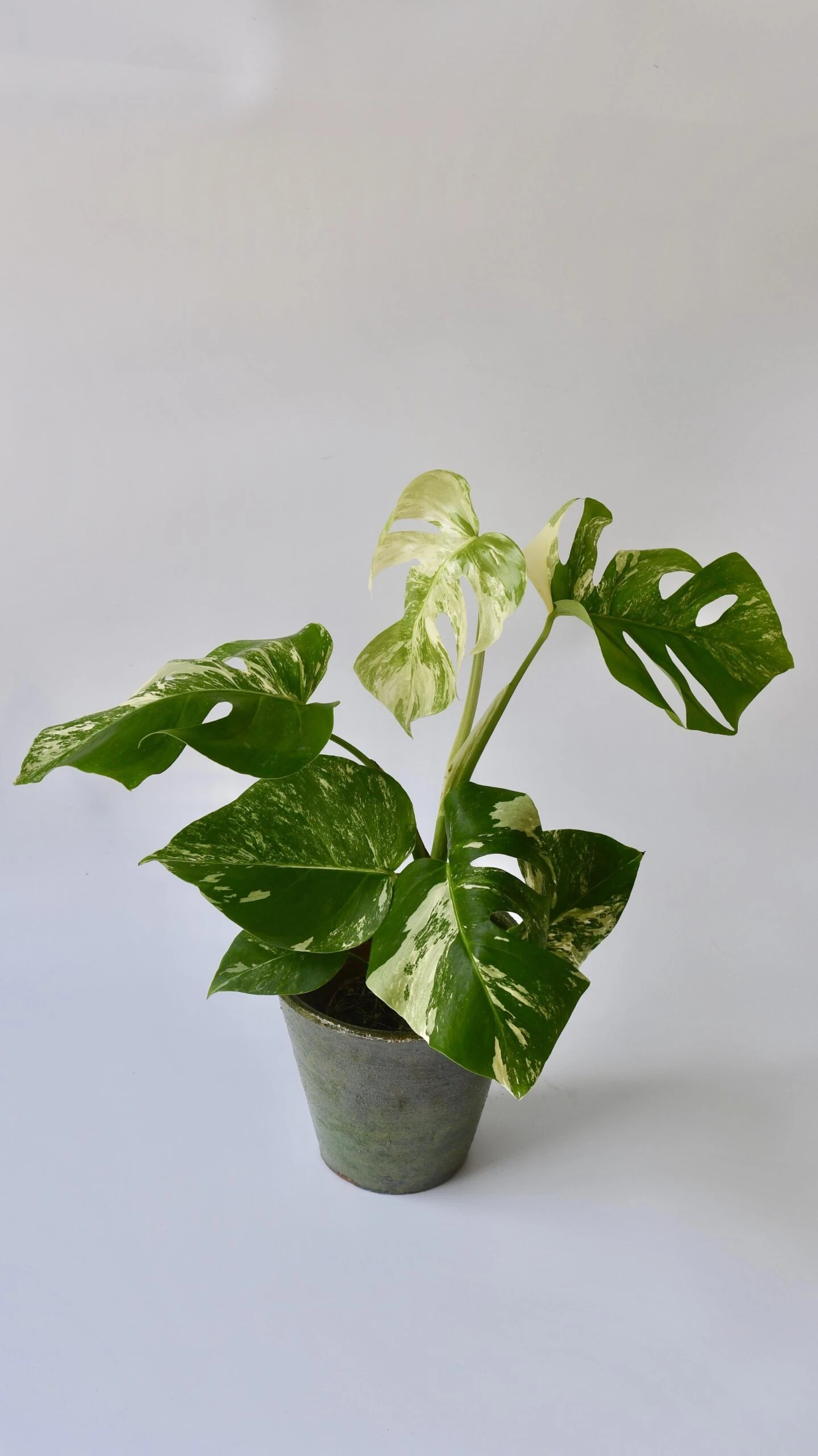 Variegated Monstera - Lots Of White Variegation 12cm X 40cm 4 Variegated Monstera - Lots Of White Variegation 12cm X 40cm - Image 4