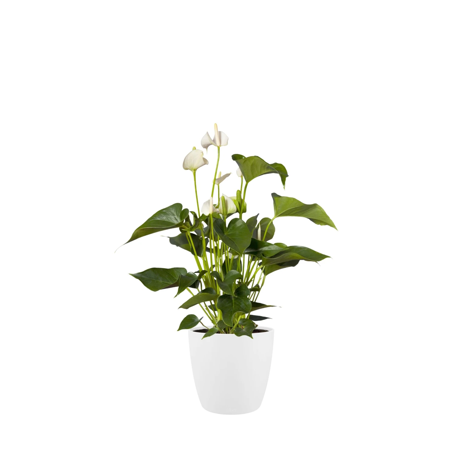 Brussels Round Plant Pot 14cm 9 Brussels Round Plant Pot 14cm - Image 9