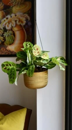 Variegated Maranta Leuconeura Kercho *rare* -Plant Sale Store 98bb8d 026e2c5eb318489abe42570dbb9634ab mv2