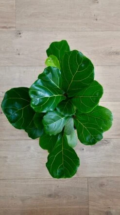 Bonsai Fig Tree ‘Ficus Lyrata' -Plant Sale Store 98bb8d 031dc1777ead4ffb949f7e1e68ccc48b mv2