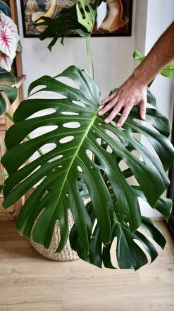 XXL Monstera Deliciosa - Elegant Stem Form -Plant Sale Store 98bb8d 034e9e4a1e694eaab7987846ab346e29 mv2