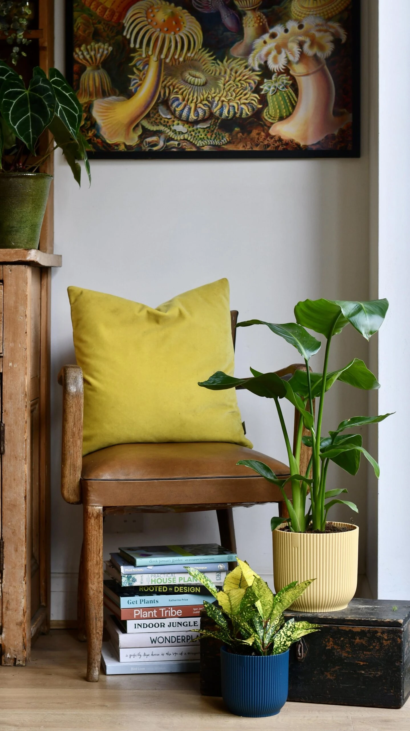 Strelitza Nicolai - White Bird Of Paradise And Vibes Pot 3 Strelitza Nicolai - White Bird Of Paradise And Vibes Pot - Image 3