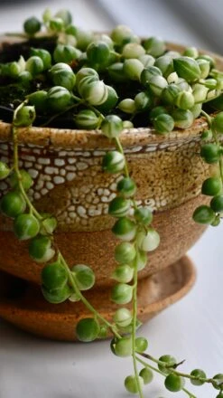 Variegated String Of Pearls -Plant Sale Store 98bb8d 03b7f92638944c85a5ecad539023f02f mv2