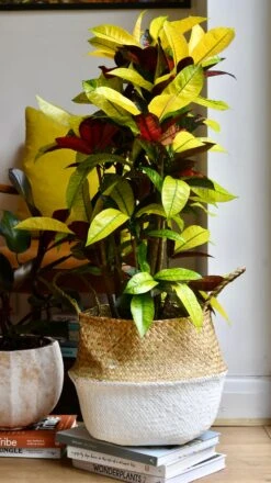 Codiaeum Variegatum 'Mrs Iceton’ 10 Codiaeum Variegatum 'Mrs Iceton’ -Plant Sale Store 98bb8d 03bdedacb6b6434a950f4cf0e98a122f mv2