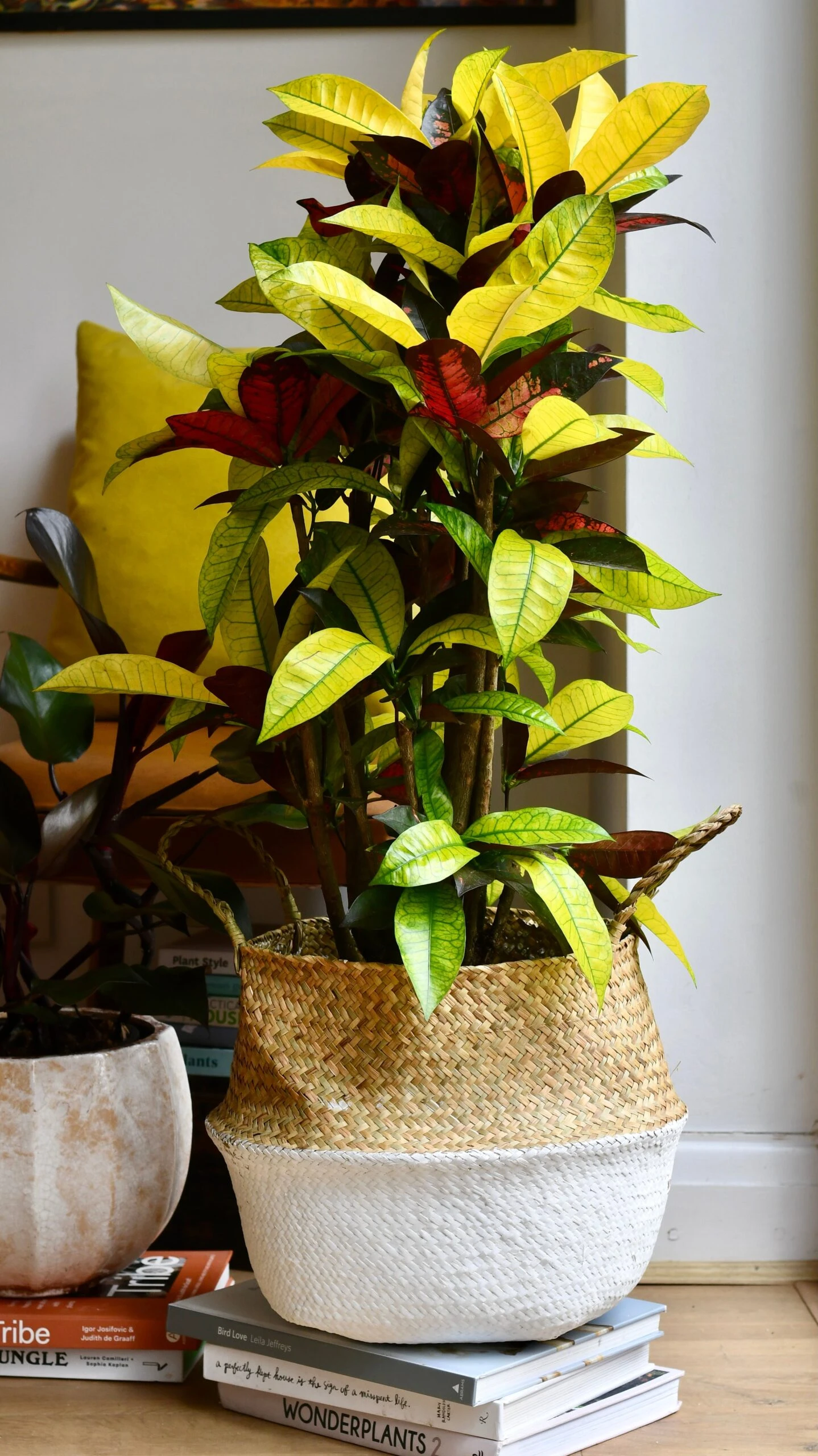 Codiaeum Variegatum 'Mrs Iceton’ 5 Codiaeum Variegatum 'Mrs Iceton’ - Image 5