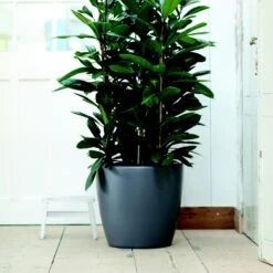 Brussels Round Plant Pot 40cm (Large Indoor Plant Pots) 12 Brussels Round Plant Pot 40cm (Large Indoor Plant Pots) -Plant Sale Store 98bb8d 0436b5e330ed42b8b4904b094f80d307 mv2 3bc6a7ab 5ff8 461d 9d68 c62f5a3540e8