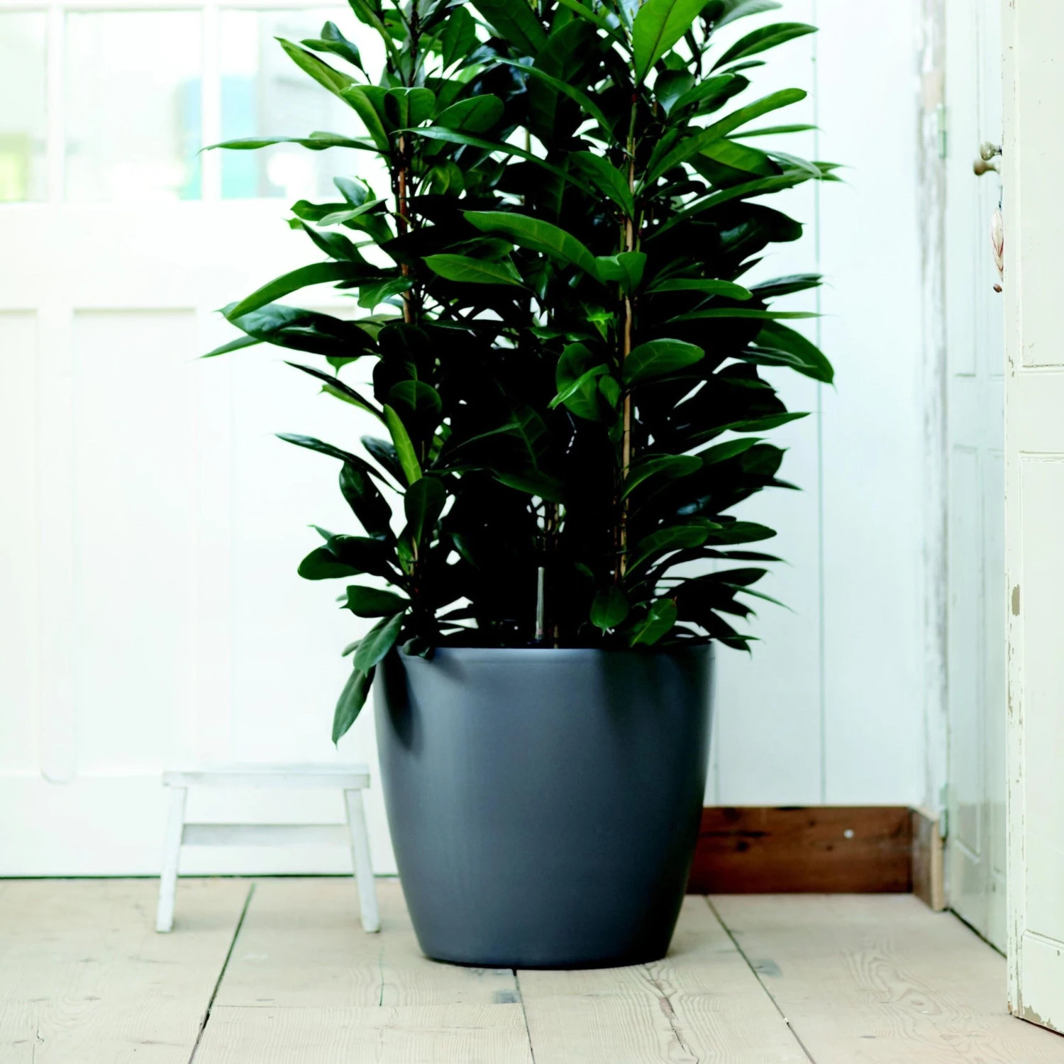 Brussels Round Plant Pot 40cm (Large Indoor Plant Pots) 6 Brussels Round Plant Pot 40cm (Large Indoor Plant Pots) - Image 6