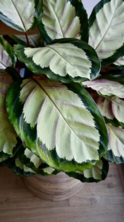 XL Calathea Rosea-picta Silvia -Plant Sale Store 98bb8d 043d32a86a4a48908856480456a2609e mv2