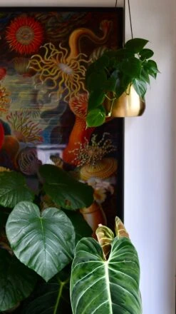 Philodendron Scandens And Atsu Brass Hanging Planter -Plant Sale Store 98bb8d 044c66f4d2fd4661b15b58c5df243359 mv2