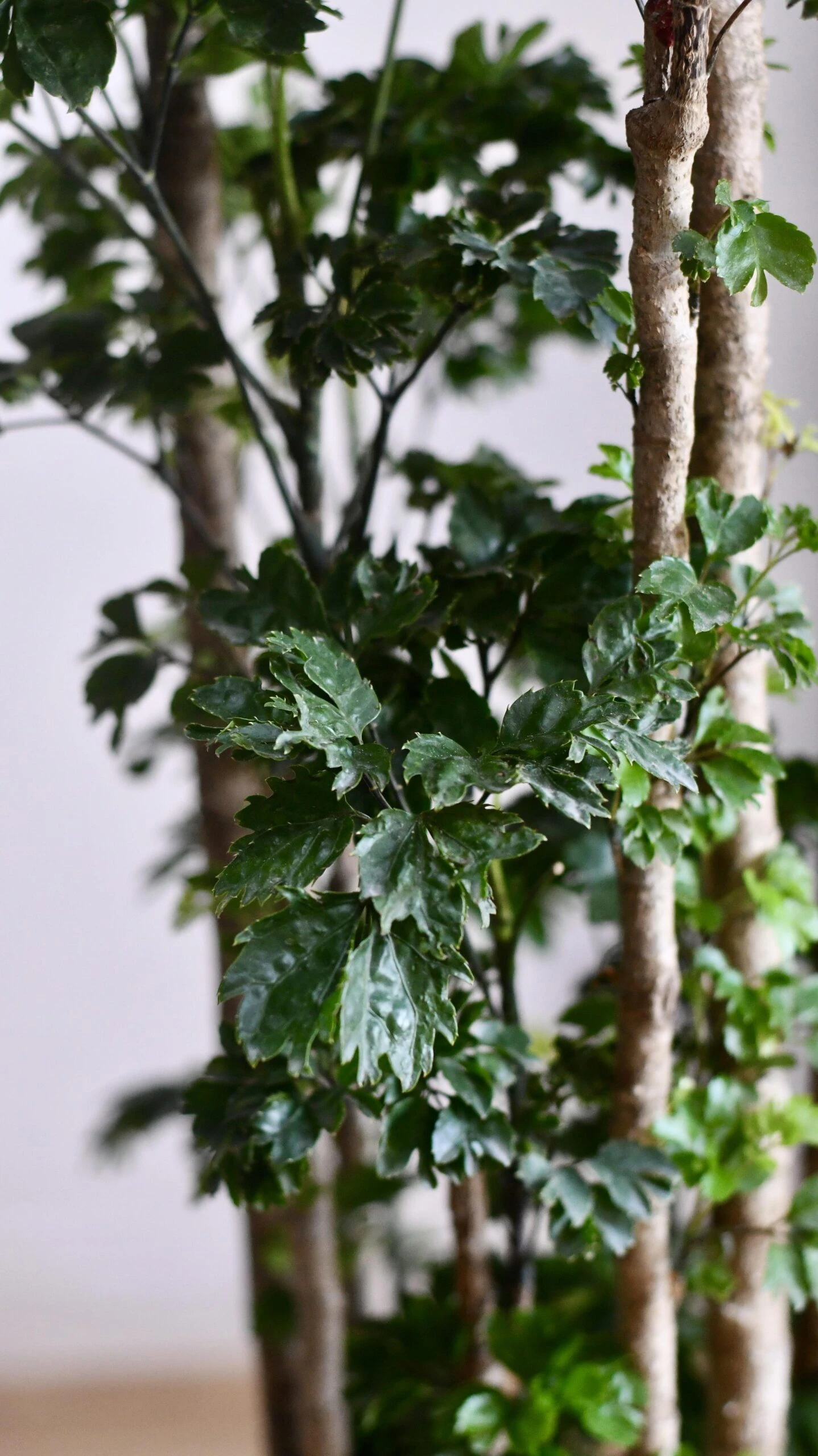 Polyscias Roble, Aralia Roble 7 Polyscias Roble, Aralia Roble - Image 7