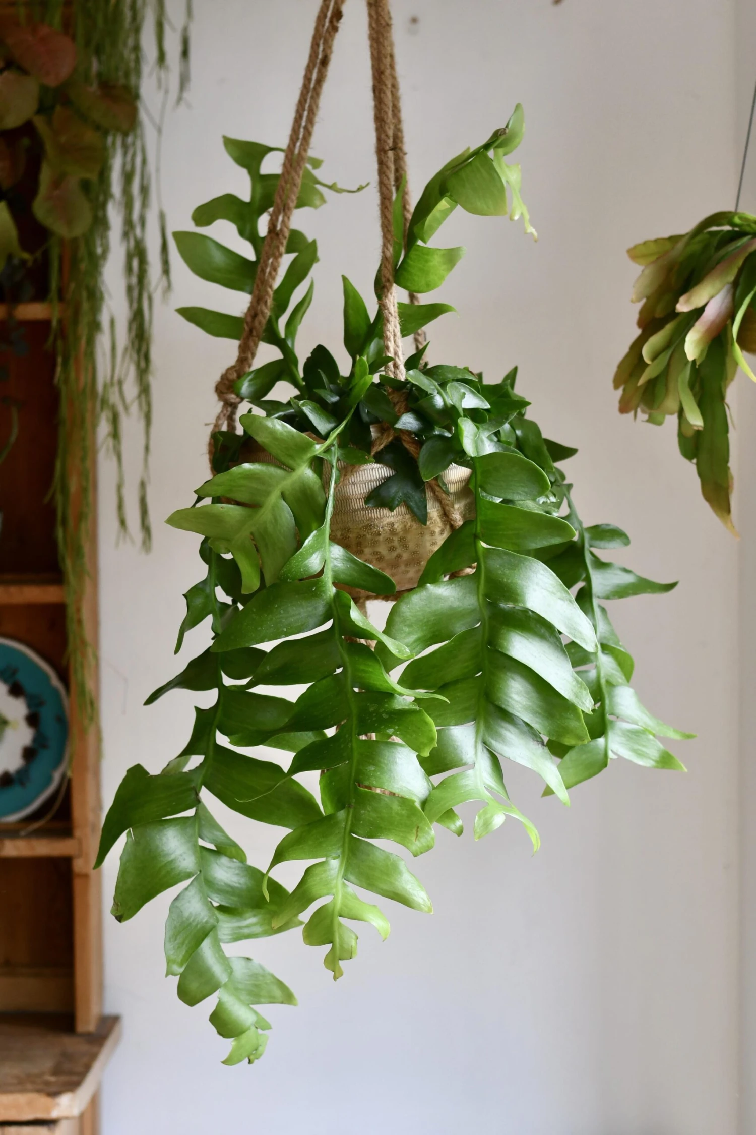 Selenicereus Chrysocardium - Fern Leaf Cactus 1 Selenicereus Chrysocardium - Fern Leaf Cactus