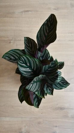 Calathea Sanderiana - Pinstripe - Prayer Plant -Plant Sale Store 98bb8d 0659d9785b6f4ef38218d7706a61630e mv2