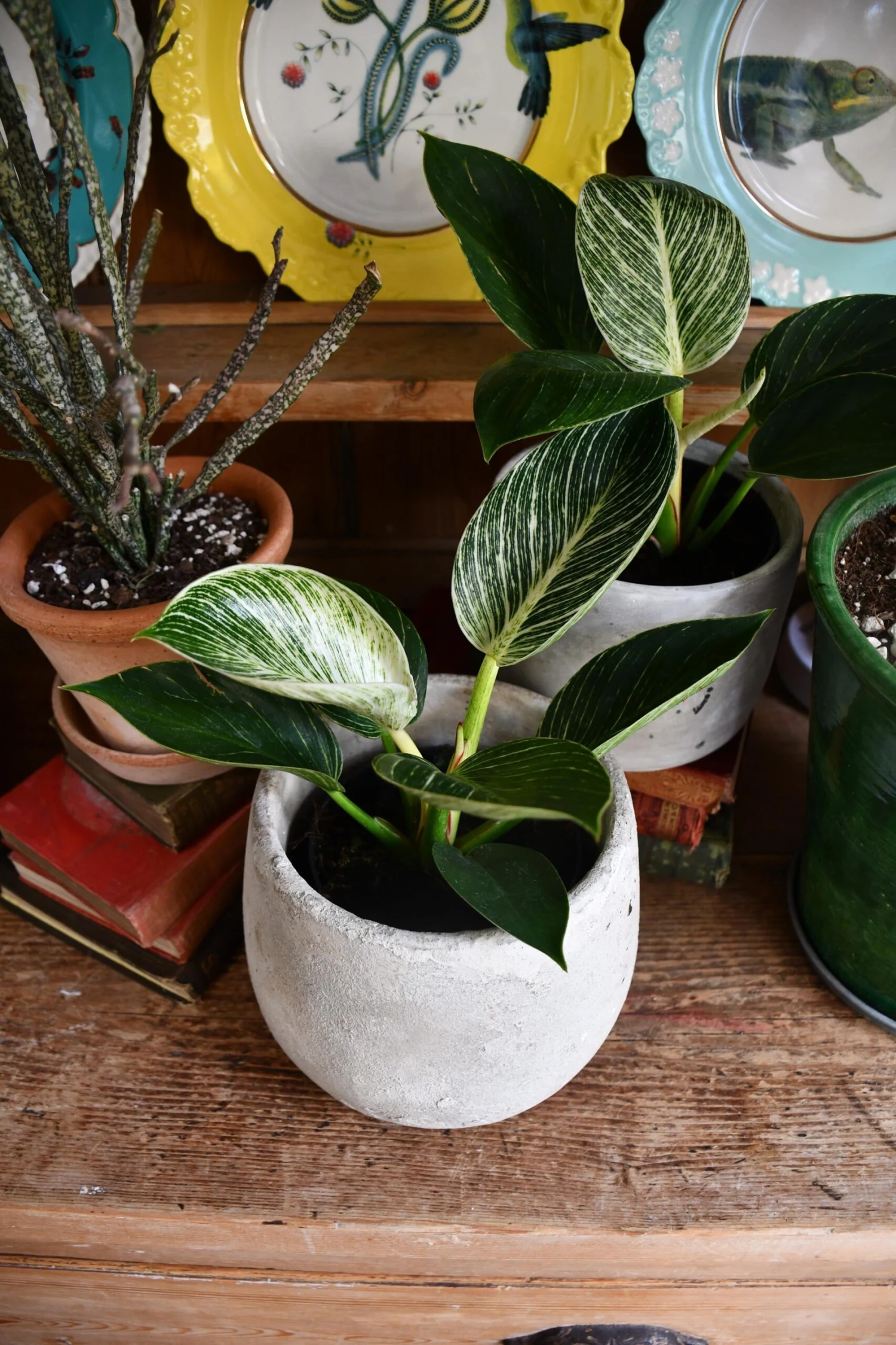 Philodendron Birkin - White Measure 4 Philodendron Birkin - White Measure - Image 4