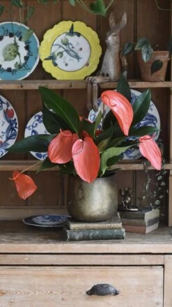 Anthurium Scherzeria 'Christine' 7 Anthurium Scherzeria 'Christine' -Plant Sale Store 98bb8d 07a784738834401fa06fffe1c5b446f8 mv2