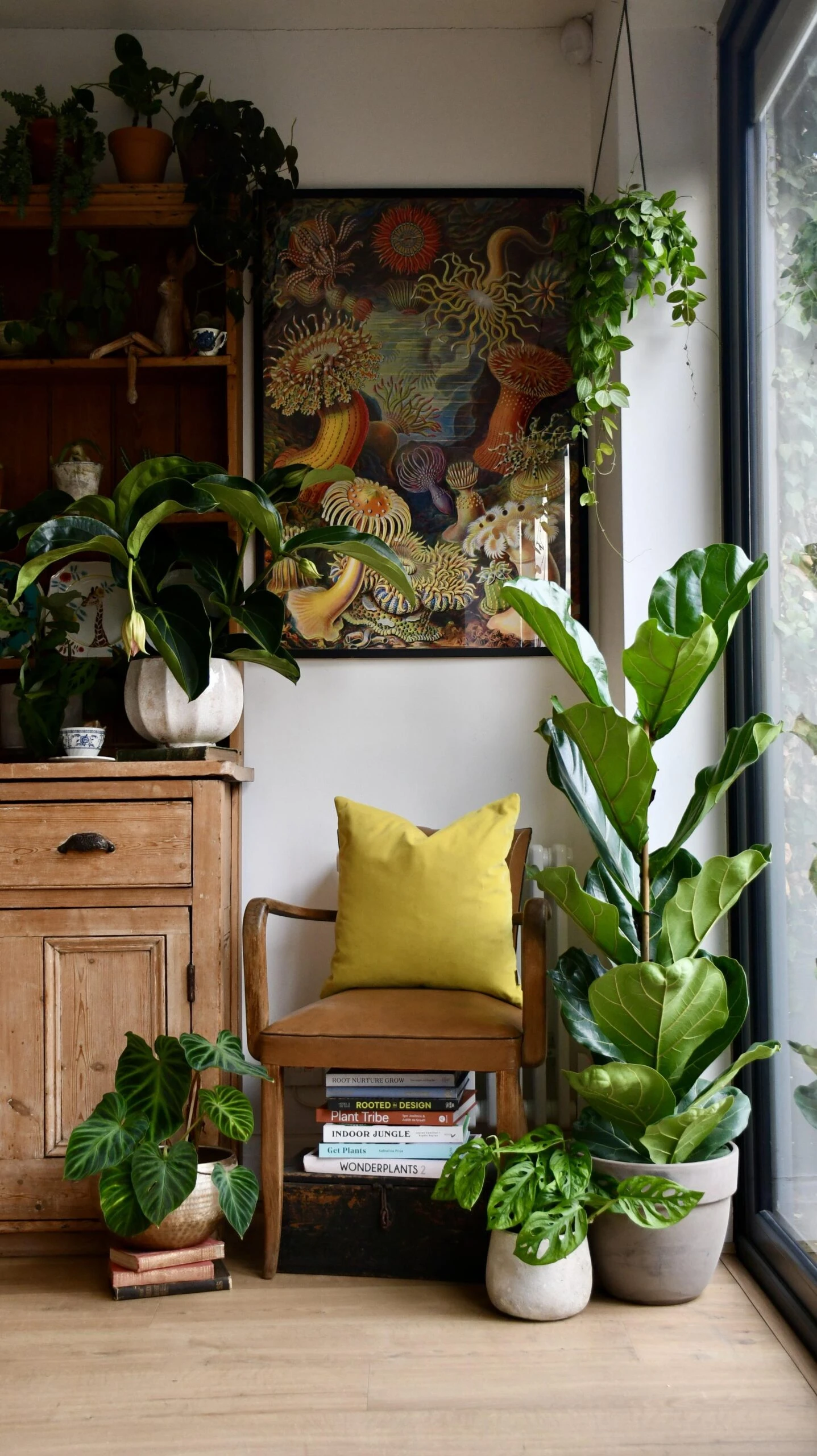 Ficus Lyrata Tree (Fiddle Leaf Fig Tree Single Stem) 1 Ficus Lyrata Tree (Fiddle Leaf Fig Tree Single Stem)