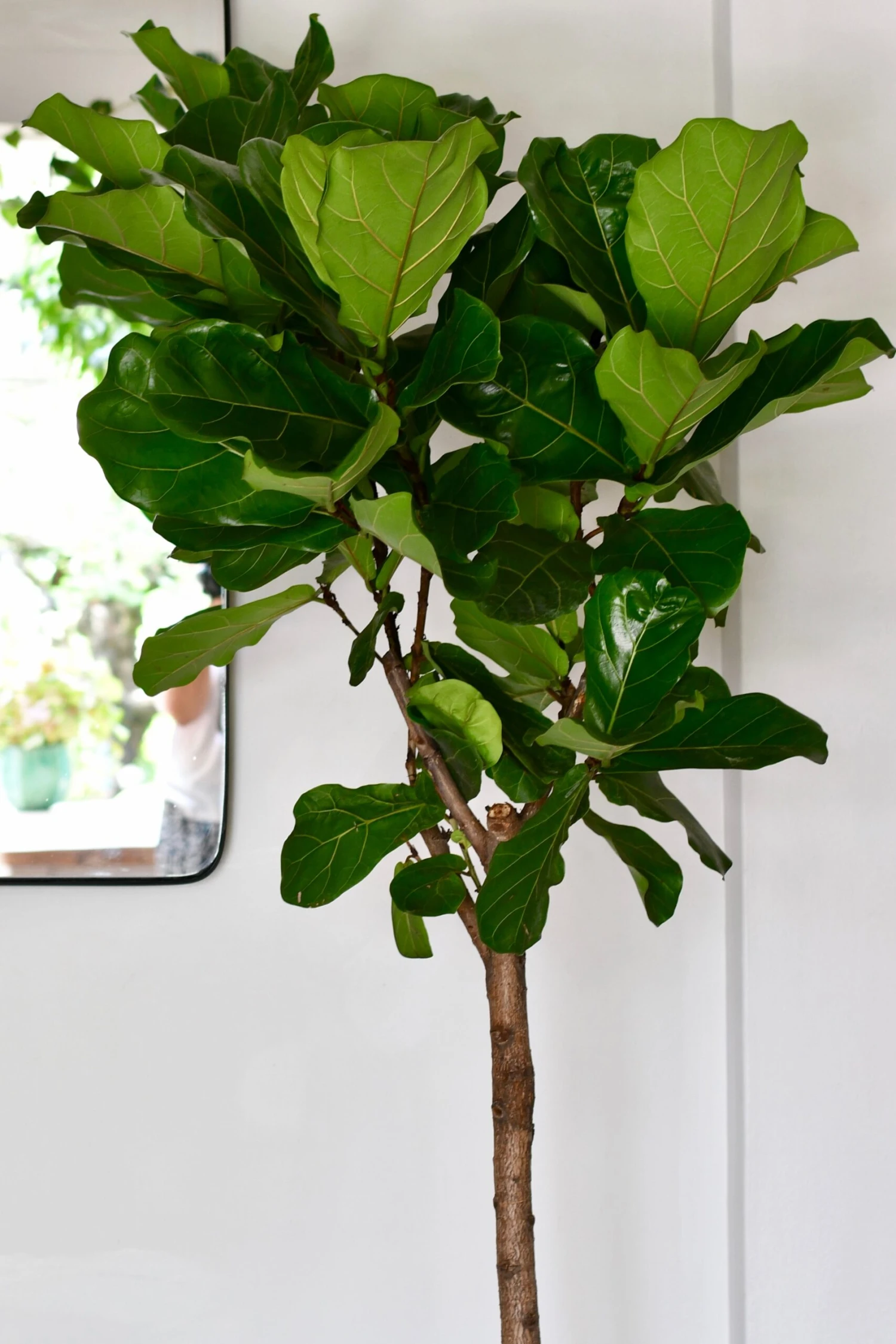 Extra Large Fiddle Leaf Fig Tree (Ficus Lyrata Tree, Lollipop Shaped Tree) 2 Extra Large Fiddle Leaf Fig Tree (Ficus Lyrata Tree, Lollipop Shaped Tree) - Image 2