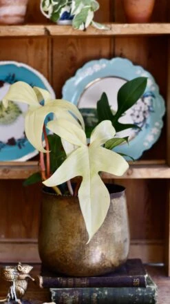 Philodendron Pedatum 'Florida Ghost' -Plant Sale Store 98bb8d 0967ea9eeb744674b30d76c79348bd0b mv2