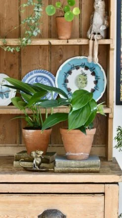 Epipremnum Pinnatum (Dragon Tail Plant) -Plant Sale Store 98bb8d 09af8eda41914fb3a693a043603b33bf mv2